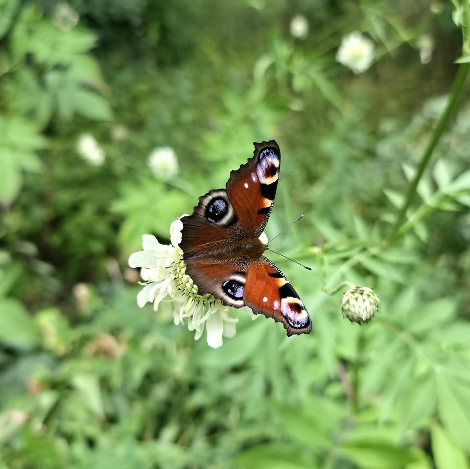 Tagpfauenauge im Ökologisch-Botanischen Garten der Universität Bayreuth